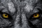 عين الذئب