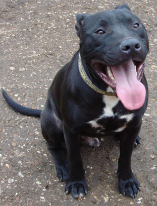 staffordshire bull terrier cross labrador