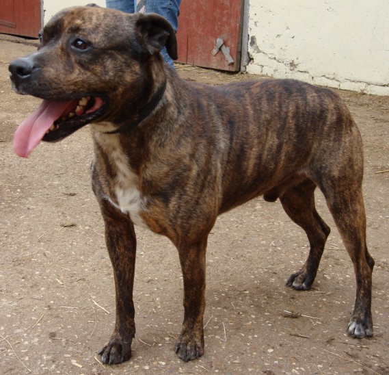 Detroit is about 2-3 years old who is a Staffordshire Bull Terrier Cross boy