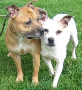 Marley and Jasper are a pair of 3 year old female Staffordshire Bull Terriers
