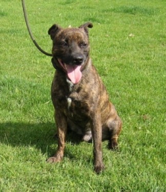 Sam is a 2 year old brindle Staffordshire Bull Terrier cross.