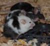 66 Adult and Young Male Mice