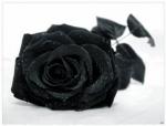 الوردة سوداء