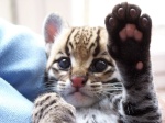 Ocelot