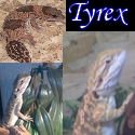 Tyrex