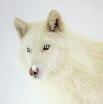 Beautiful-wolf