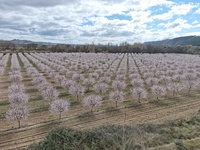 APPAlmendro