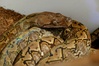 Retic Karumpa Male