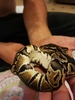 Mon premier serpent :), python regius juvénile de 6 mois .