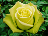 Green Rose