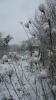 L'hiver, il y a de drôles de fleurs au pollen blanc mais les abeilles n'en veulent pas! Pourtant la Nature nous offre de jolis spectacles...