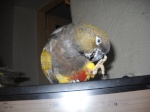 Parrots Girl