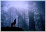 loup solitaire