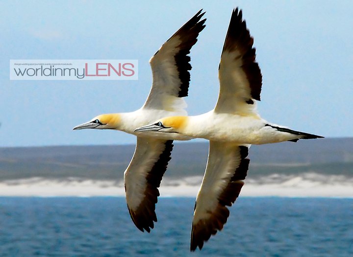 Formation flight