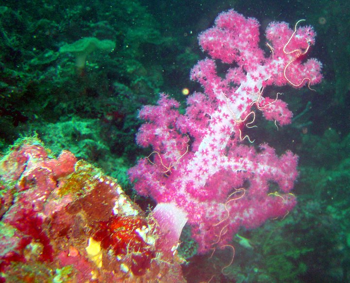 Pink anemon taken by Marinus Hermens