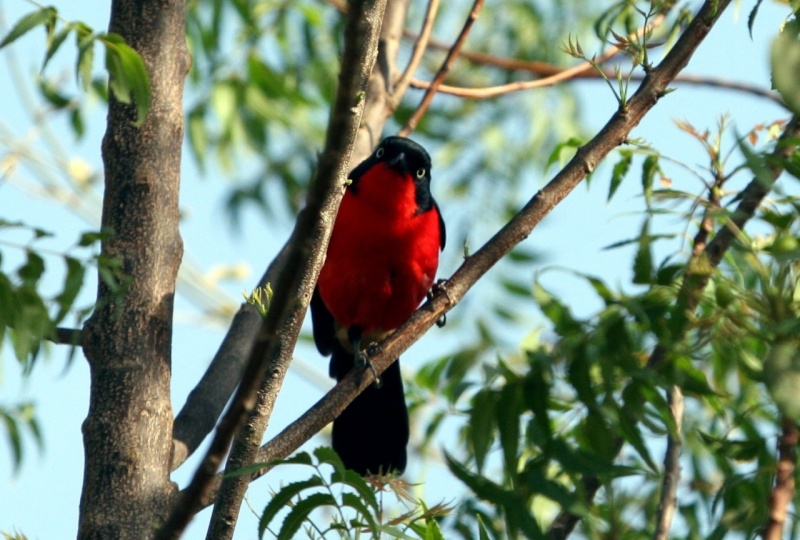 Birds of Sudan - Red breasted shrike taken by Marinus Hermens