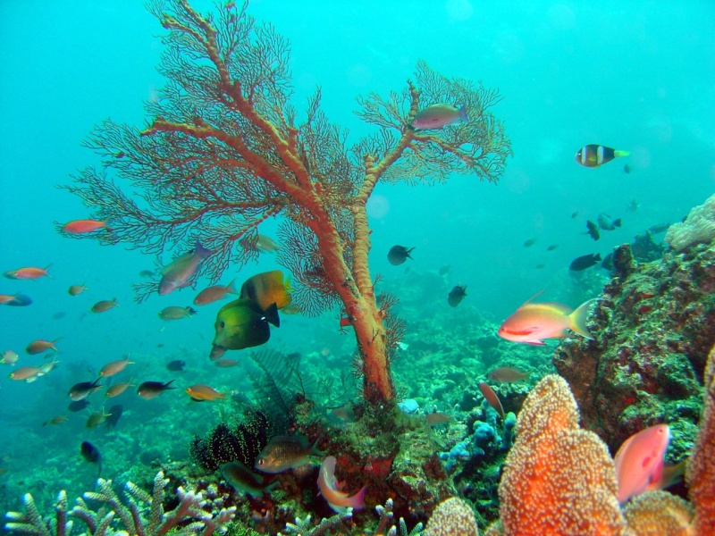 Coral and fish taken by Marinus Hermens