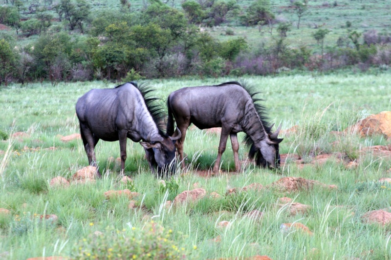 Blue Wildebeast Photo painting!taken by Marinus Hermens