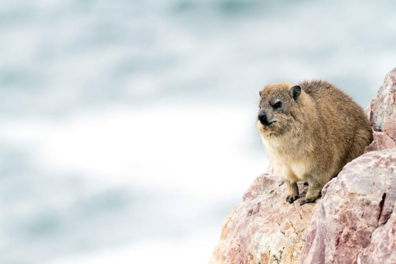 Dassie by die see  taken by Marinus Hermens