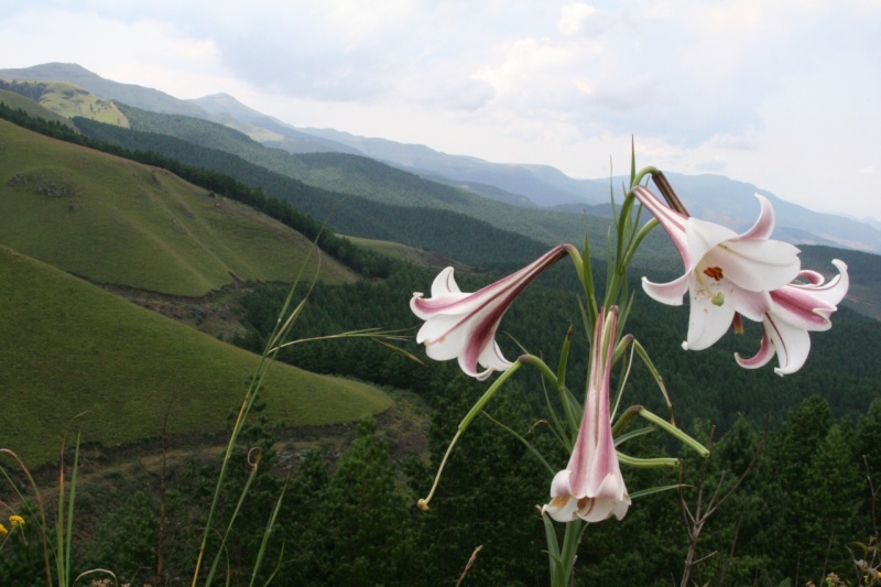 Wild Aarons Lily Mpumalanga taken by Marinus Hermens