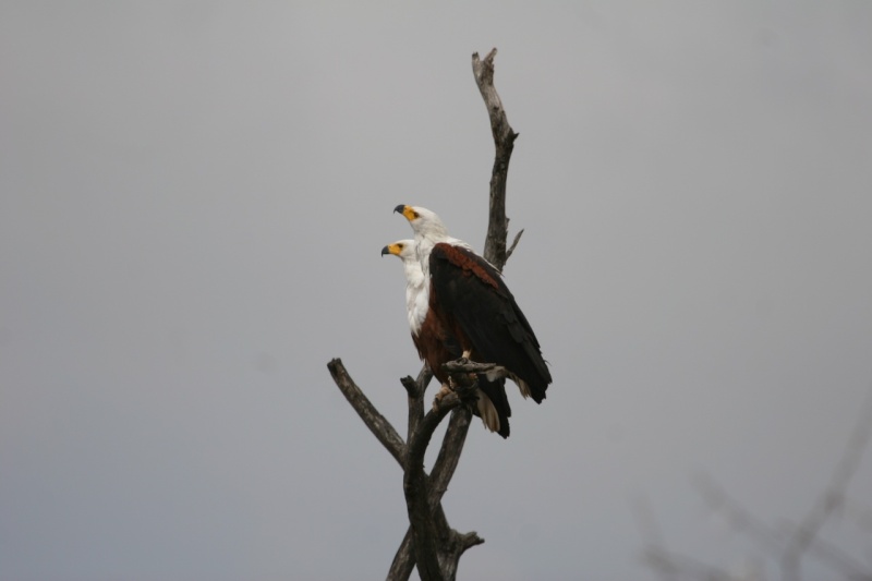 Curious Fish Eagles taken by Marinus Hermens