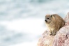 Dassie by die see  taken by Marinus Hermens