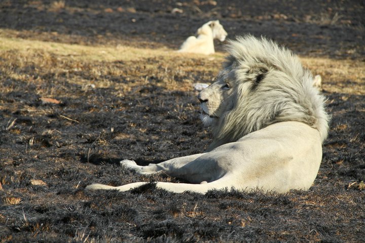 White lion taken by Marinus Hermens