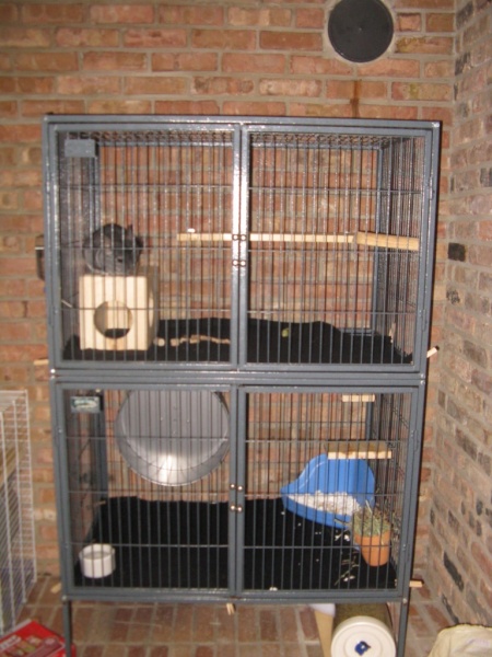 Ringo's new cage