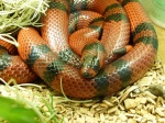 Lampropeltis29