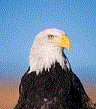sea eagle 27