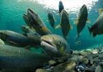 salmon profugo