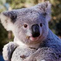 koala