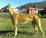 jose stud de panquehue