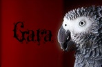 Gara