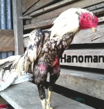 hanoman