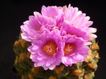 Turbinicarpus 1090-10