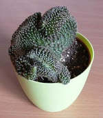 kaktusfreundin01