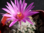 Turbinicarpus 1204-43