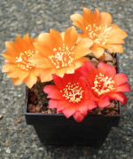 Gymnocalycium 1239-35