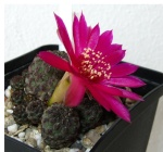 Astrophytum 1241-65