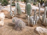 Mexcacti