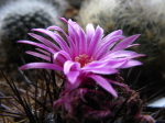 Mammillaria 1314-53