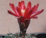 Gymnocalycium-Fan