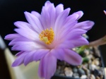 Mammillaria 1359-82