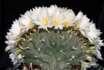 Astrophytum 137-94