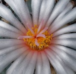 Astrophytum 1504-48