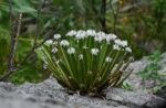 Gymnocalycium 1546-67