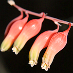 Asphodelaceae 1595-53