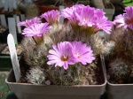 Turbinicarpus 1613-95