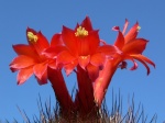 Mammillaria 162-16